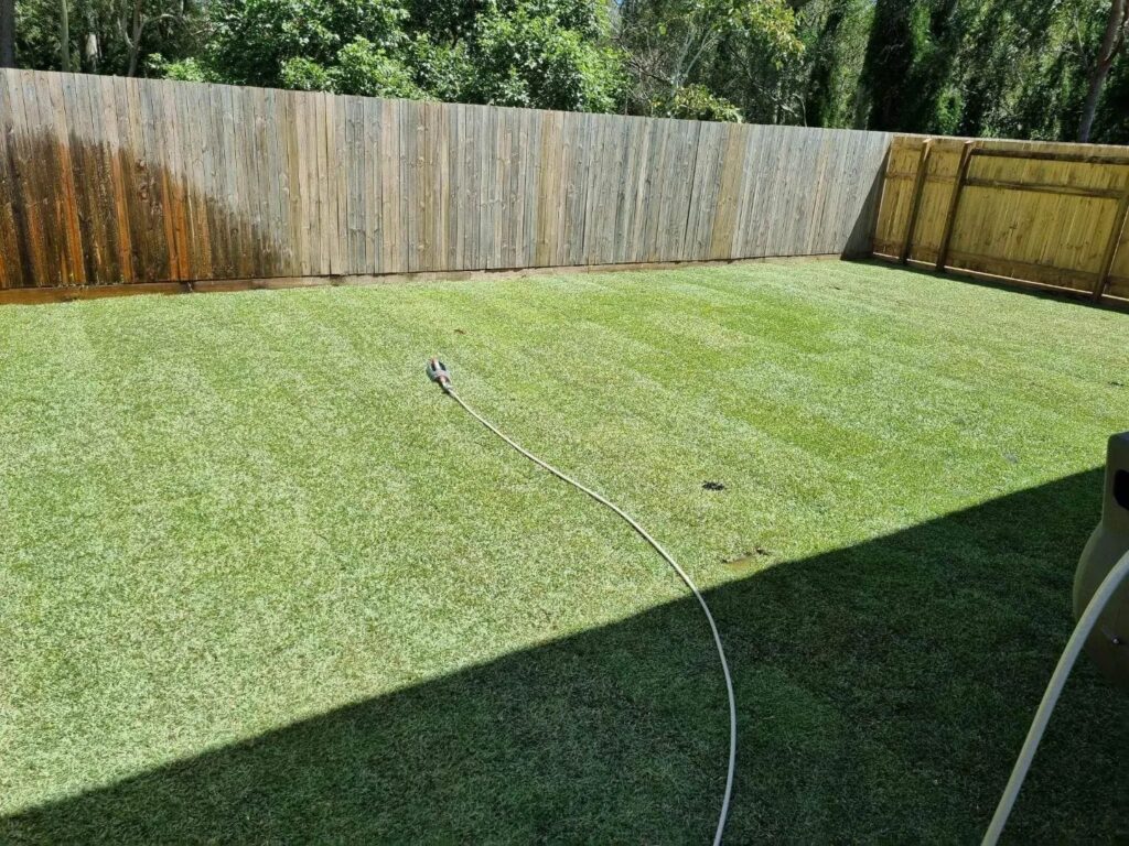 At Rogers Little Loaders, we specialize in installing Empire Zoysia turf, transforming your backyard into a paradise. 